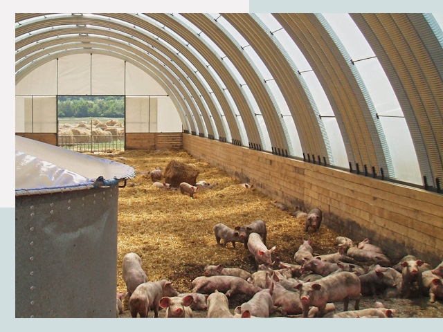 Строительство свинарников в Балаково